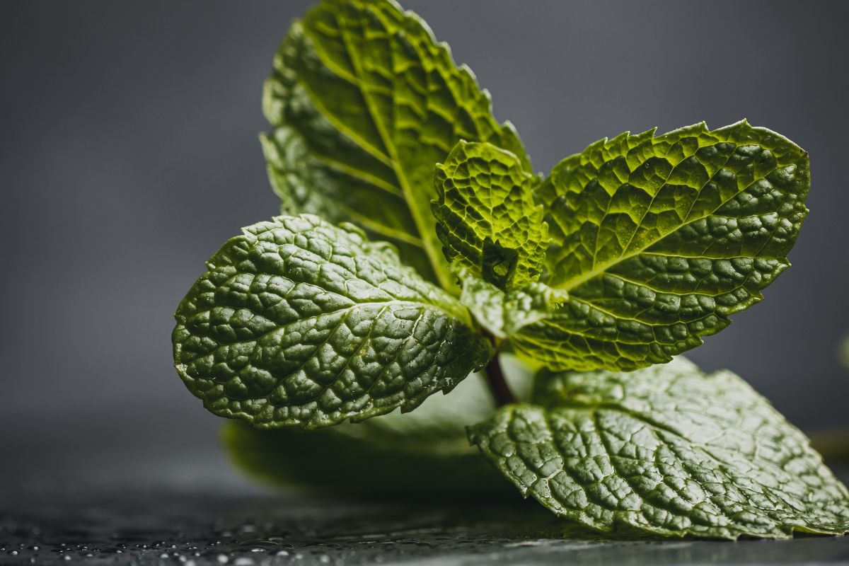 Sweeteners, Health, and Smart Use: What the Science Says
