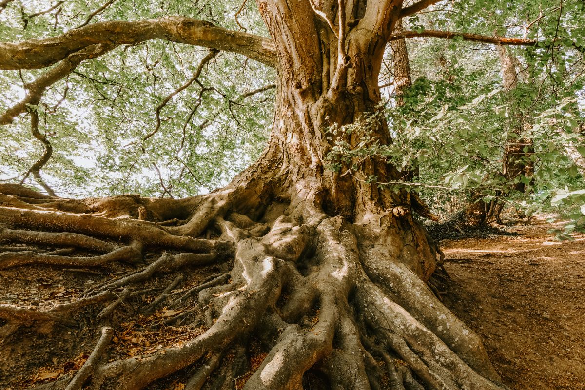 Functional Medicine 101: How to Heal Your Body by Finding the Root Cause