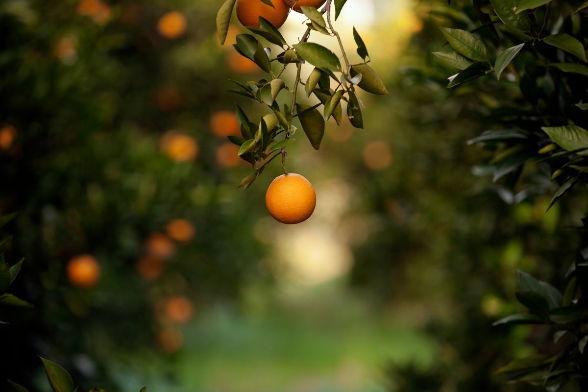 Oranges hanging from a tree with a blurred background